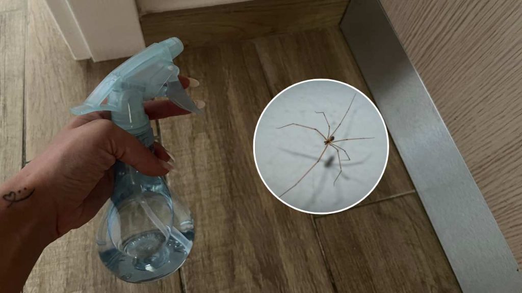 Comment se débarrasser de toutes les araignées de votre maison avec 1 ...